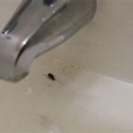 How To Get Rid Of Springtail Bugs In Bathroom