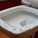 Large Black Ants In Bathroom