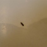 Little Black Bugs In The Bathroom