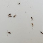 Tiny Bugs That Jump In Bathroom